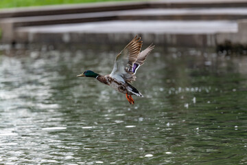 Lone duck in flight