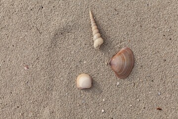 Sand texture. Sandy beach for background. Top view. Natural sand stone texture background. sand on the beach as background. Wavy sand background for summer designs