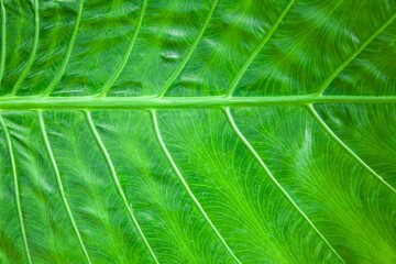 Close - up of green leaves nature background. Nature background of tree leaves texture and background seamless