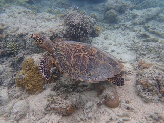 インドネシア　ギリ・メノの亀