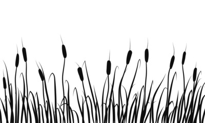 Silhouette of reeds, rushes and marsh grass on white background.