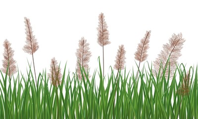 Realistic reeds isolated on white background. Marsh grass elements for your illustration. - obrazy, fototapety, plakaty