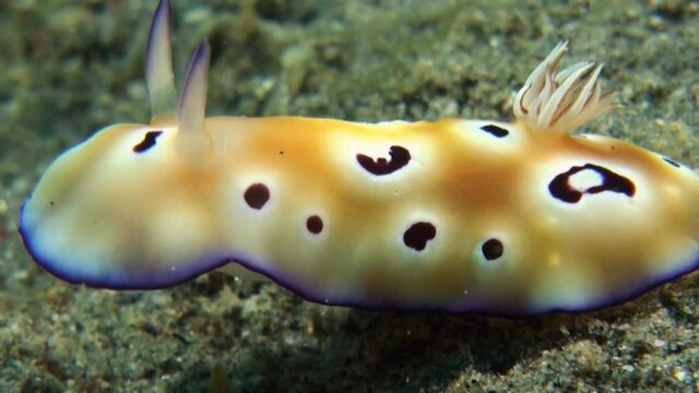 nudibranch chromodoris leopardus crawl over sandy bottom right to left closeup