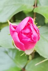 pink rose