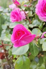 pink rose in garden