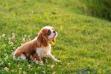 Cute cavalier king charles spaniel walking in park on lawn. Portrait summer outdoors