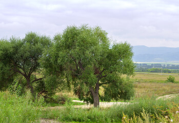 Trees in the steppe in the foothills of the Altai