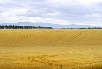 Rural field in the foothills of the Altai