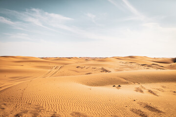 Fototapeta na wymiar sand dunes in the desert of Abu Dhabi. 