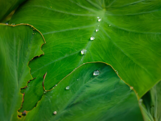 water drops on leaf