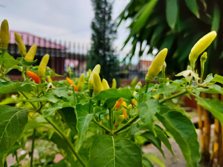 flowers in the garden