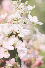 Obraz premium Branches of blossoms beautiful flower. Minimal nature background. flower against the sky with clouds.