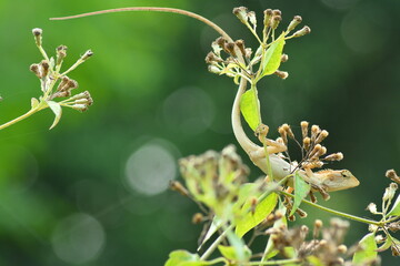 ลีลาการรอคอย