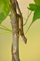 รอเหยี่อ