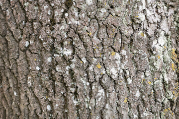 Bark on ash wood. Structure in nature. Texture - obrazy, fototapety, plakaty