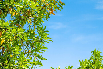 Green leaves and blue sky
