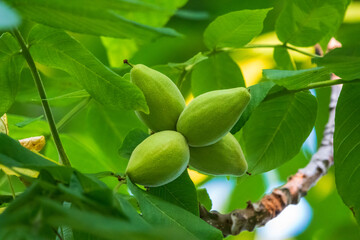 Manchurian walnut, lat. juglans mandshurica, ripe fruits on the tree
