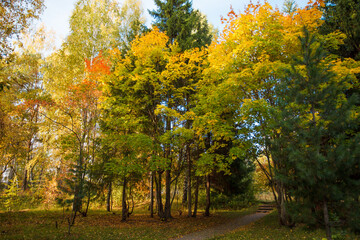 Obraz premium Golden autumn in city park, seasonal landscape, beautiful nature, Time for romantic walking. Tree alley in fall background
