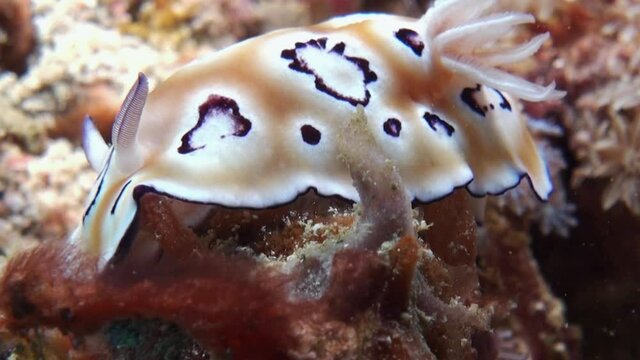 nudibranch chromodoris leopardus crawl over reef right to left closeup