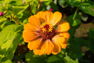 Chrysanthemum zinnia close-up petals stamen