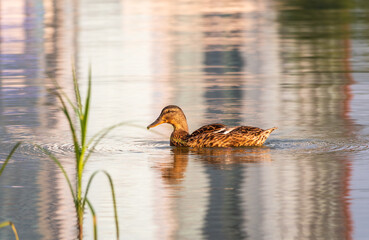 Mallard female Duck swims in the pond.
