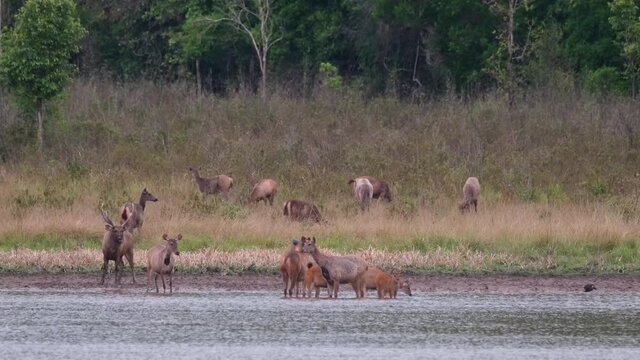 A duck walking from the right to the left, herd in the water looking around, another herd on the grass grazing; Sambar Deer, Rusa unicolor, Phu Khiao Wildlife Sanctuary, Thailand.
