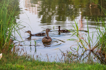 A family of ducks, a duck and its little ducklings are swimming in the water. The duck takes care of its newborn ducklings. Mallard, lat. Anas platyrhynchos