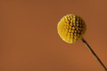 A single yellow craspedia flower on brown background with copy space . The craspedia is in the...