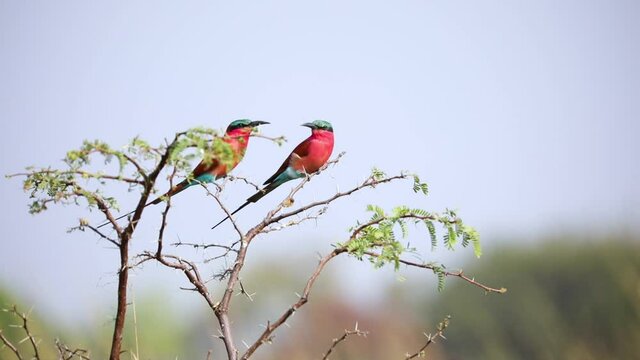 Southern Carmine Bee-Eater Bird Perched on Branch on Africa Bird-Watching Safari