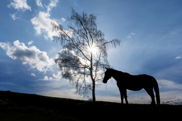 horse silhouette in backlight with tree at sunset