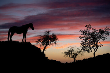 Fototapeta na wymiar horse silhouette on rock with sunset in background