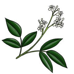 drawing branch of amyris isolated at white background, hand drawn illustration
