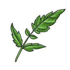 drawing tomato leaf isolated at white background, hand drawn illustration