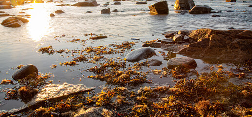 sunrise on the shore of the White Sea  with stones and seaweed at sunny morning Belomorsk, Karelia.