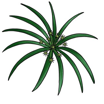 drawing plant of cypriol, nutgrass, Cyperus scariosus, isolated at white background, hand drawn illustration