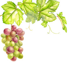 vine shoots with leaves and berries, grapes, drawing in watercolor at white background, hand drawn botanical illustration