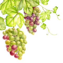 vine shoots with leaves and berries, grapes, drawing in watercolor at white background, hand drawn botanical illustration