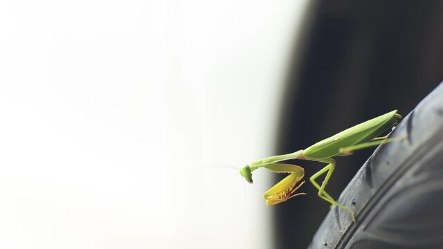 Blurred video background of praying mantis, boxing grasshopper (Hierodula patellifera), common in temperate and tropical climates. Most of them belong to the family Mantidae.
