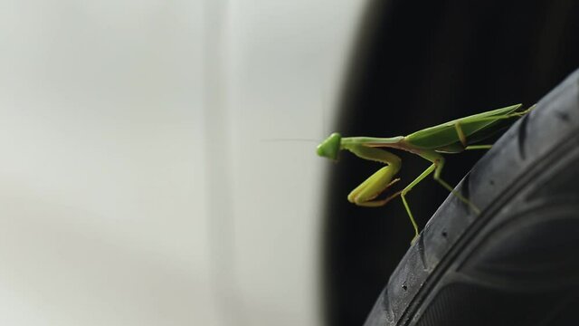 Blurred video background of praying mantis, boxing grasshopper (Hierodula patellifera), common in temperate and tropical climates. Most of them belong to the family Mantidae.