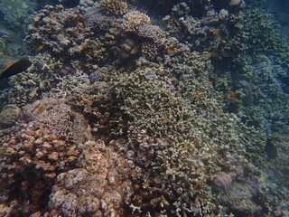 インドネシア　バリ島　アメッドの珊瑚と魚