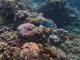 Fototapeta na wymiar インドネシア　バリ島　アメッドの珊瑚と魚