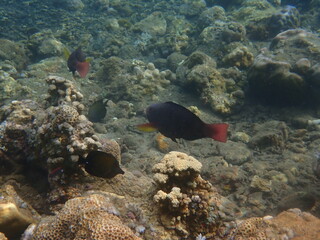 Naklejka na ściany i meble インドネシア　バリ島　アメッドの珊瑚と魚