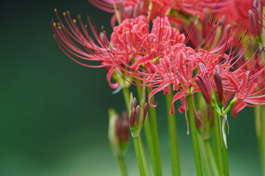 Obrazky Red Spider Lily Prochazejte Fotografie Vektory A Videa 23 423 Adobe Stock
