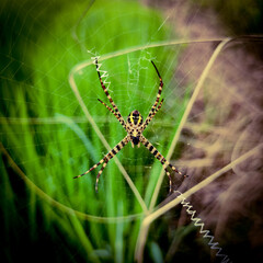 spider on the web