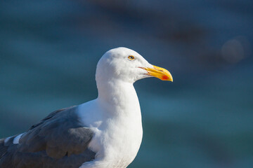 Seagull, close up portrait of bird on the beach with dark blue sea background