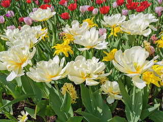 White double tulips with a yellow center on a flower bed with other tulips. The festival of tulips on Elagin Island in St. Petersburg.