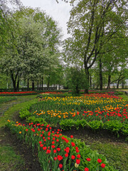 Large flower beds with colorful tulips on a spring day among trees and flowering cherry trees . The festival of tulips on Elagin Island in St. Petersburg.