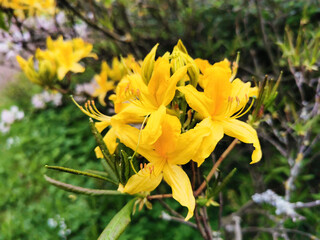 Flowers and buds of yellow rhododendron in the botanical garden of St. Petersburg.