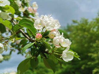 A branch of an apple tree with white and pink flowers on a background of green and blue sky with clouds.