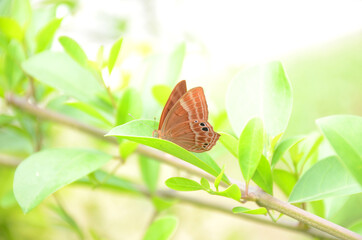 closeup the beautiful brown color butterfly hold on the green tree plant over out of focus green...